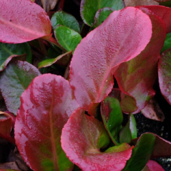 Bergenia cordifolia Ouverture - K�mpestenbr�k