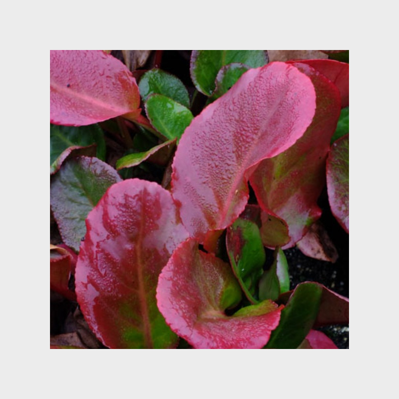 Bergenia cordifolia Ouverture - K�mpestenbr�k