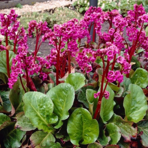 Bergenia cordifolia Ouverture - K�mpestenbr�k