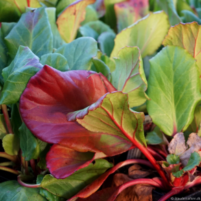 Bergenia cordifolia Abendglut - K�mpestenbr�k