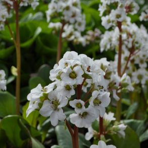 Bergenia cordifolia Bressingham White - K�mpestenbr�k