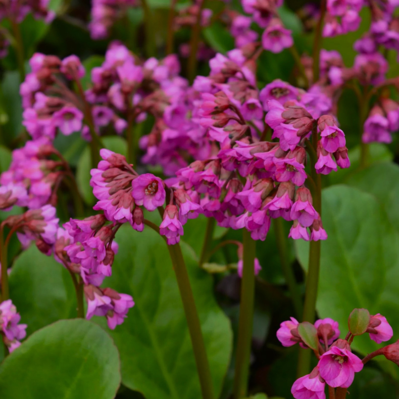 Bergenia cordifolia Eroica - K�mpestenbr�k