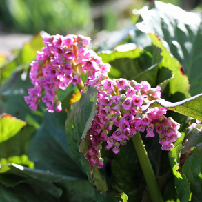 Bergenia cordifolia Morgenr�te - K�mpestenbr�k