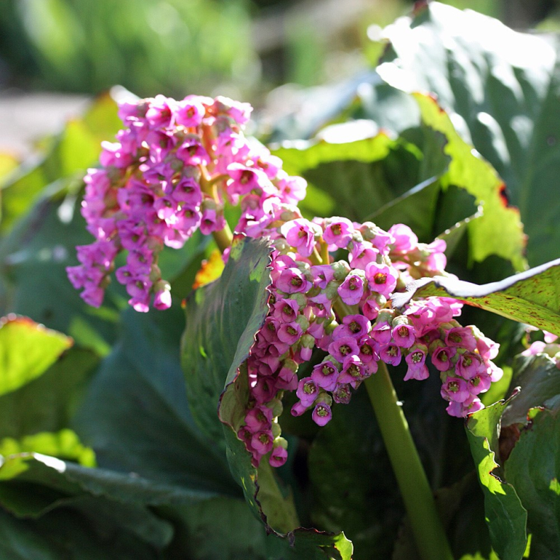 Bergenia cordifolia Morgenr�te - K�mpestenbr�k