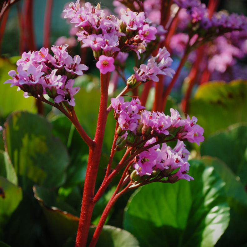 Bergenia cordifolia Purpurea - K�mpestenbr�k