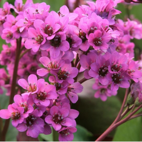 Bergenia cordifolia Rotblum - Kmpestenbrk