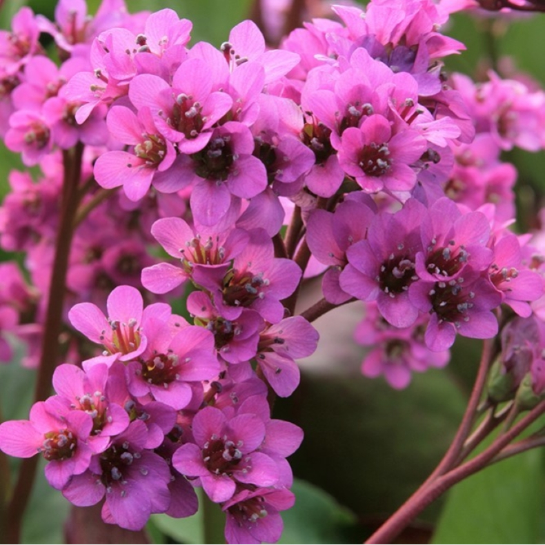 Bergenia cordifolia Rotblum - Kmpestenbrk