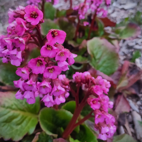 Bergenia cordifolia Wintergl�d - K�mpestenbr�k