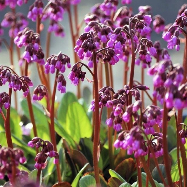 Bergenia cordifolia Winterglut - K�mpestenbr�k