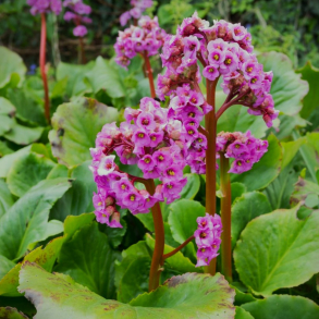 Bergenia cordifolia - Kmpestenbrk