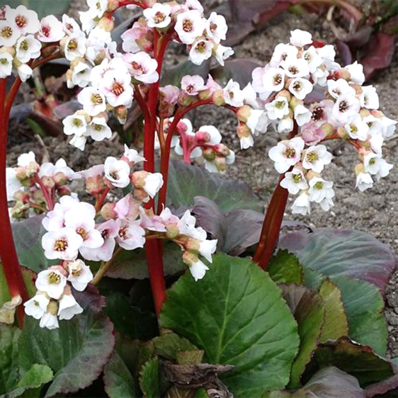 Bergenia hybrida Jelle - K�mpestenbr�k