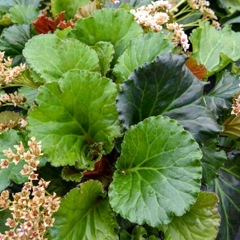 Bergenia hybrida Ripple Effect - K�mpestenbr�k