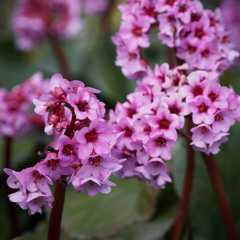 Bergenia purpurascens - K�mpestenbr�k
