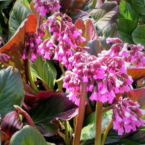 Bergenia purpurascens - Kmpestenbrk
