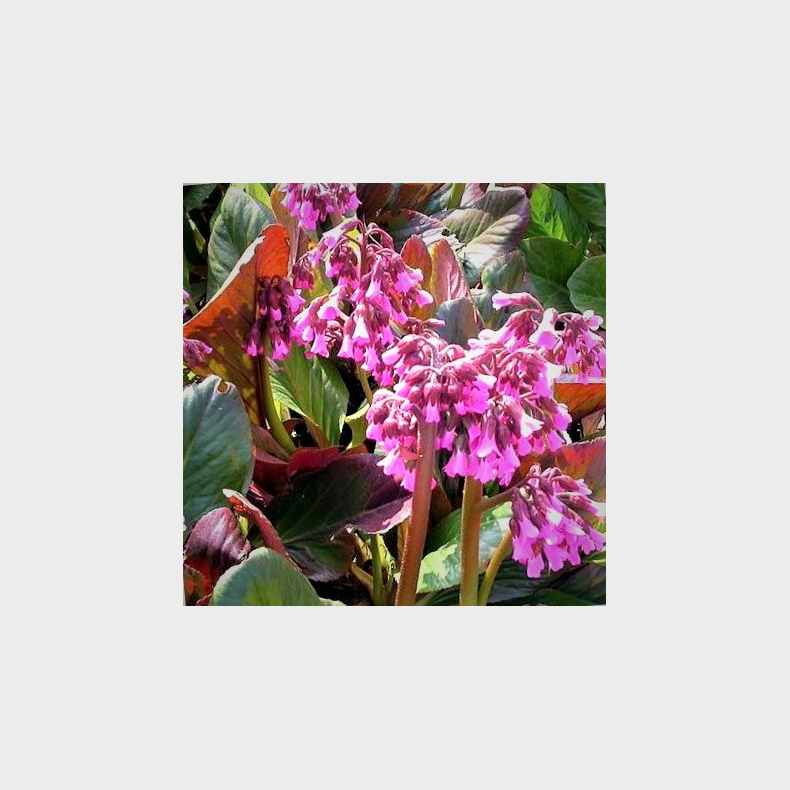 Bergenia purpurascens - Kmpestenbrk