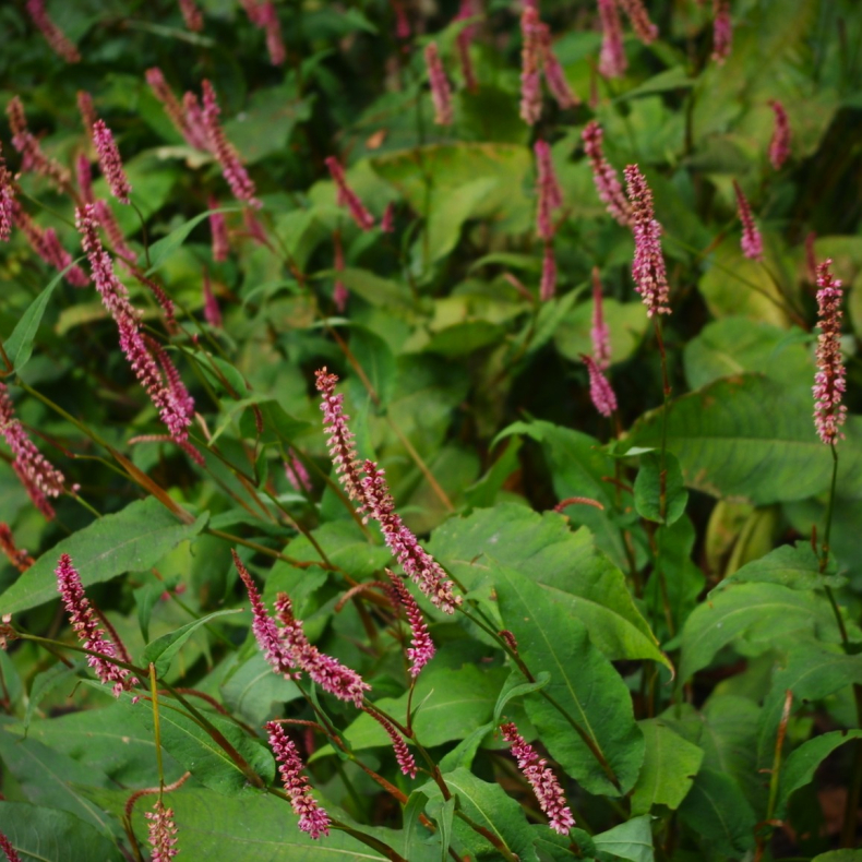 Bistorta amplexicaulis Taurus - Kertepileurt