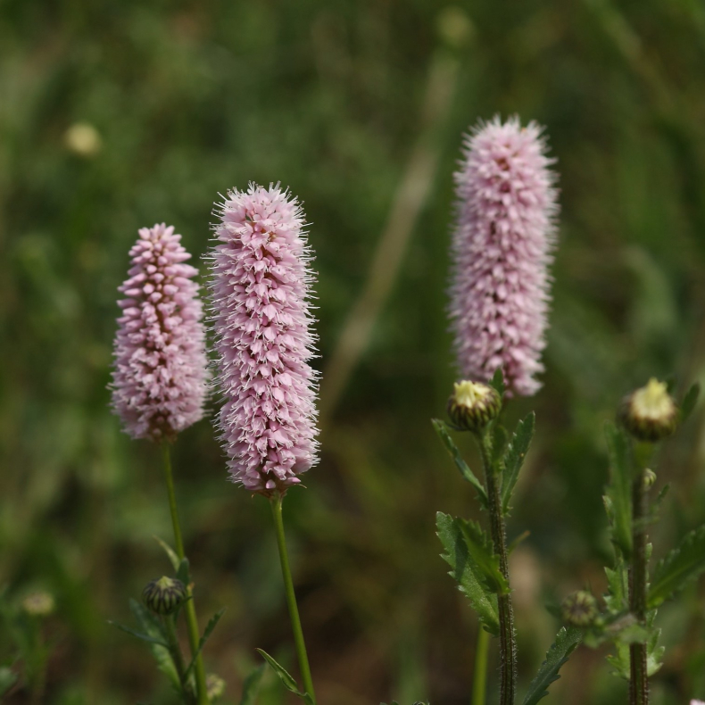 Bistorta officinalis - Slangeurt 