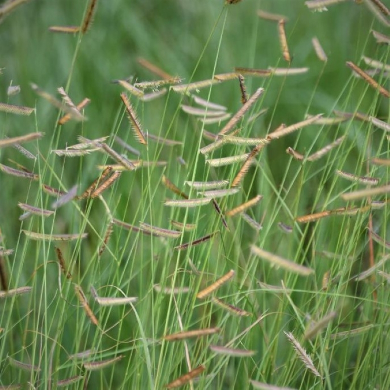 Bouteloua gracilis - Moskitogrs