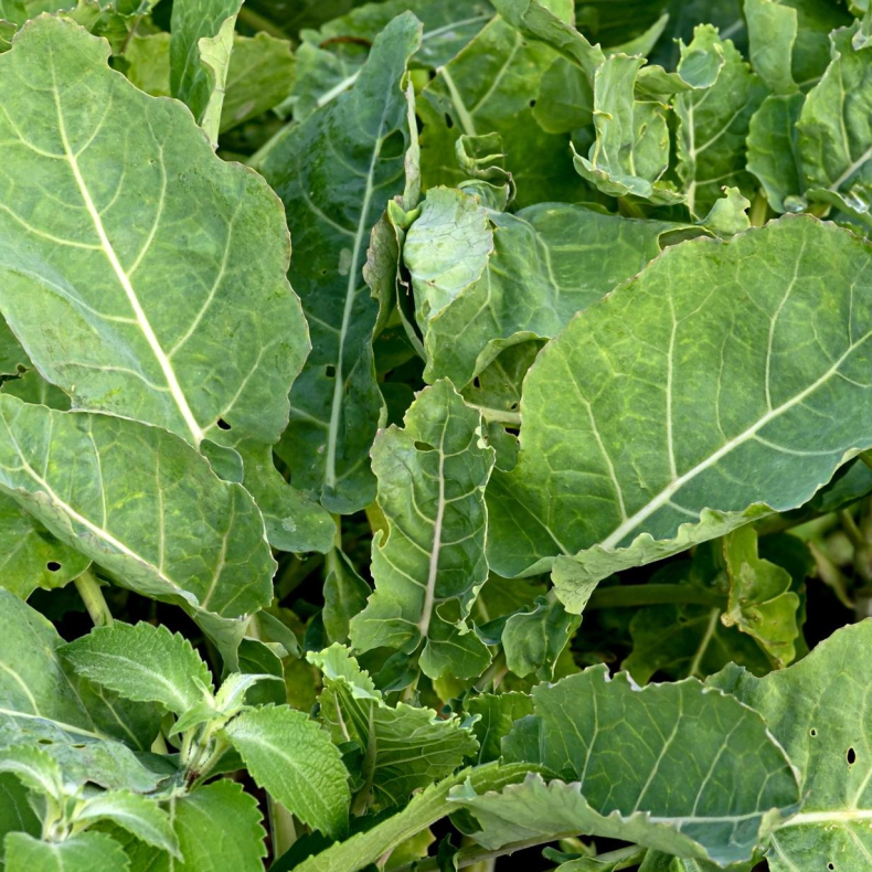 Brassica oleracea Daubentons Green - Flerrig havekl  Buskkl