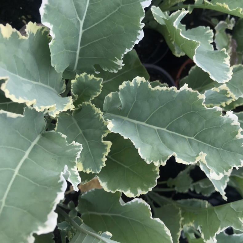Brassica oleracea Daubentons Variegata - Flerrig havekl  Buskkl