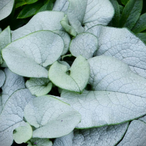 Brunnera macrophylla Alexandria - K�rmindes�ster