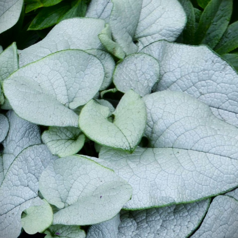 Brunnera macrophylla Alexandria - K�rmindes�ster