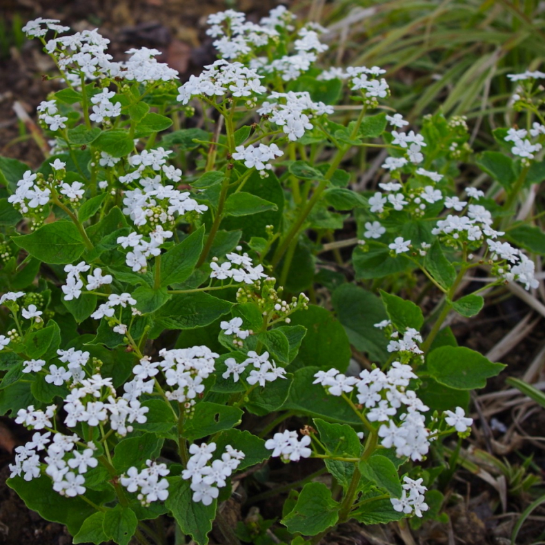 Brunnera macrophylla Betty Bowring - K�rmindes�ster