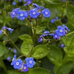Brunnera macrophylla Caucasian Carpet - K�rmindes�ster