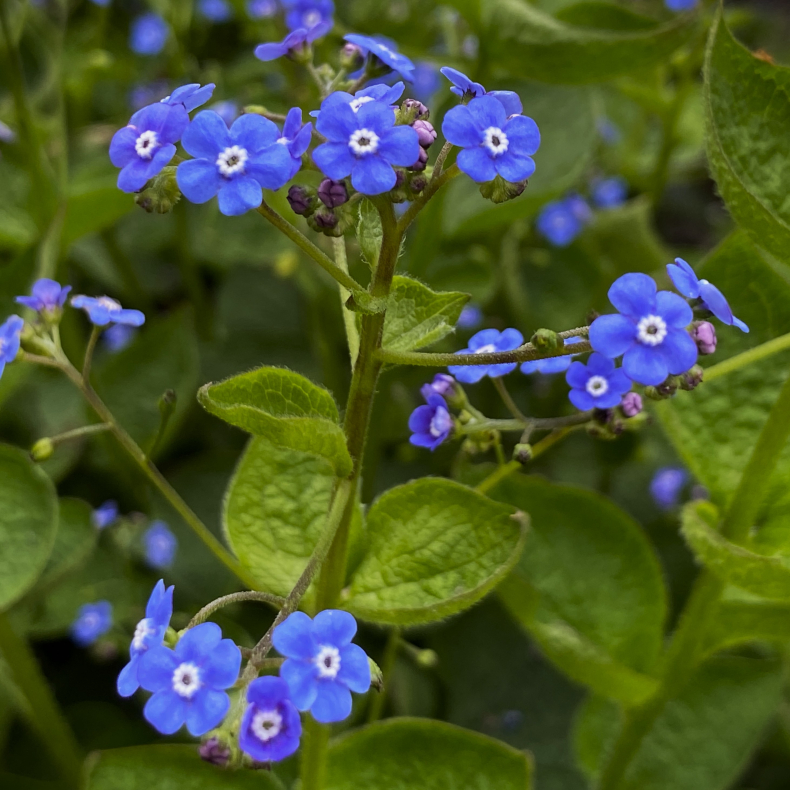 Brunnera macrophylla Caucasian Carpet - K�rmindes�ster