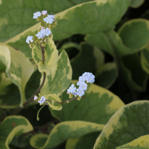 Brunnera macrophylla Hadspen Cream - K�rmindes�ster