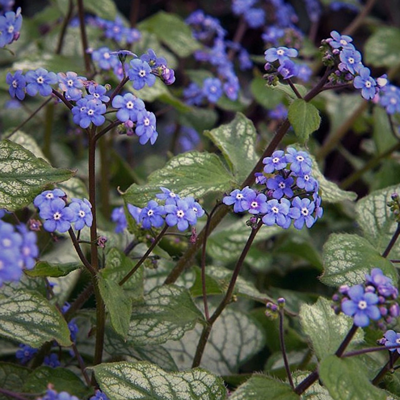 Brunnera macrophylla Jack Frost - Krmindesster