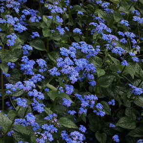 Brunnera macrophylla Jack of Diamonds - K�rmindes�ster