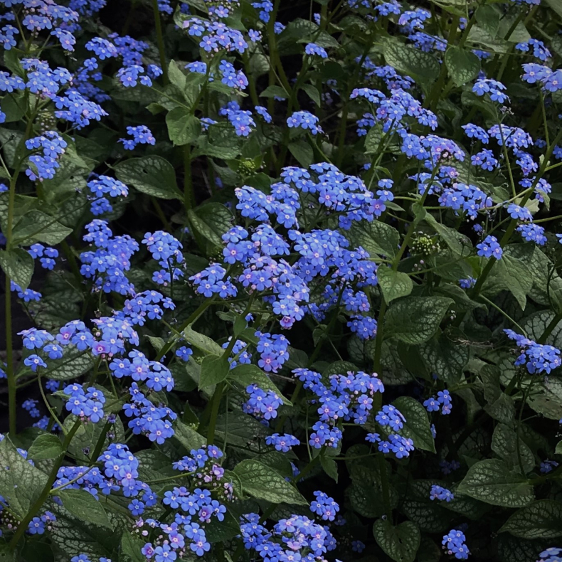 Brunnera macrophylla Jack of Diamonds - Krmindesster