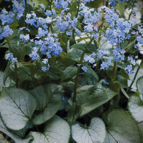 Brunnera macrophylla Looking Glass - K�rmindes�ster