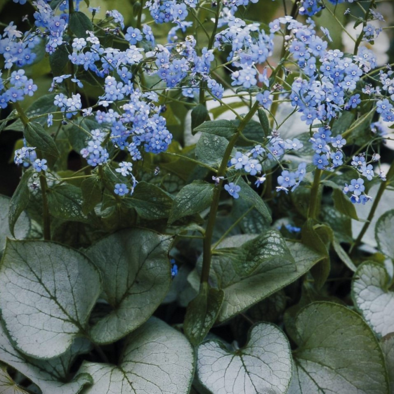 Brunnera macrophylla Looking Glass - Krmindesster