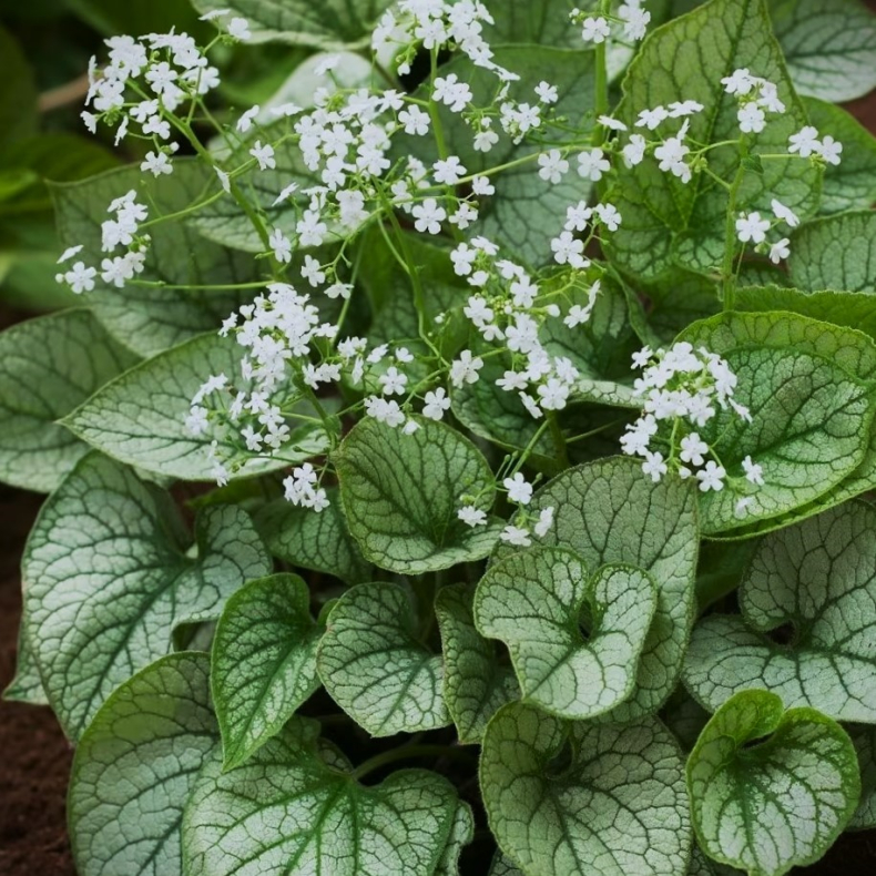 Brunnera macrophylla Mr. Morse - K�rmindes�ster