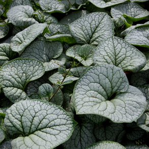 Brunnera macrophylla Sea Heart - K�rmindes�ster