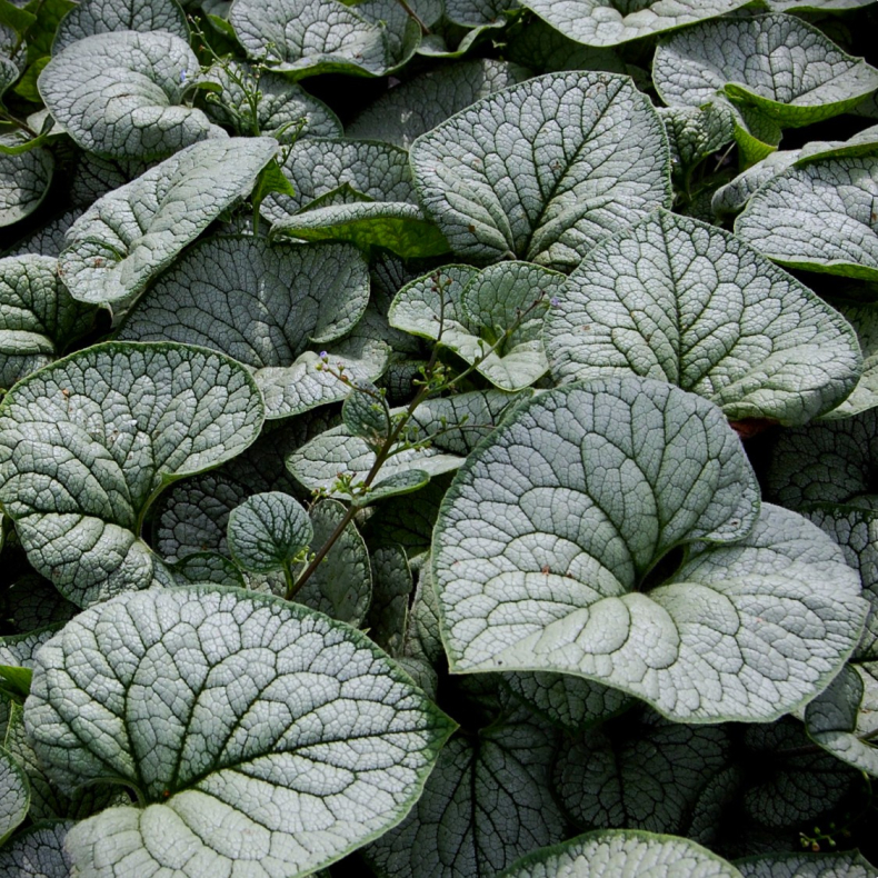 Brunnera macrophylla Sea Heart - K�rmindes�ster