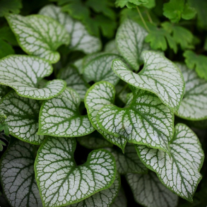 Brunnera macrophylla Silver Carpet - K�rmindes�ster
