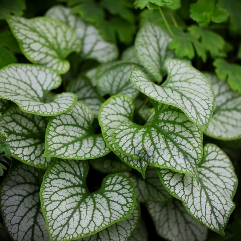 Brunnera macrophylla Silver Carpet - K�rmindes�ster