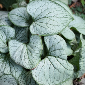 Brunnera macrophylla Silver Heart - K�rmindes�ster