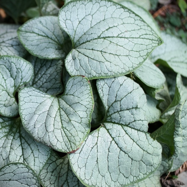 Brunnera macrophylla Silver Heart - K�rmindes�ster