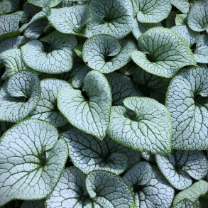 Brunnera macrophylla Sterling Silver - K�rmindes�ster
