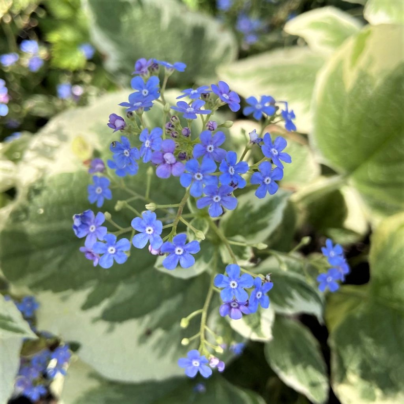 Brunnera macrophylla Variegata - K�rmindes�ster