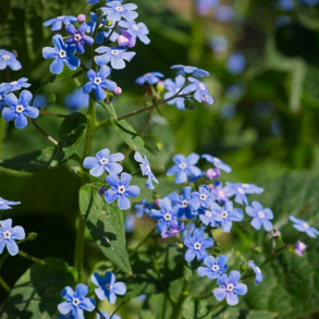 Brunnera macrophylla - Krmindesster