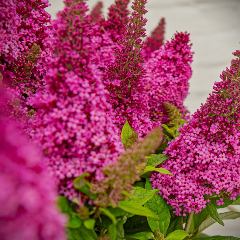 Buddleja Butterfly Candy Cerise - Sommerfuglebusk