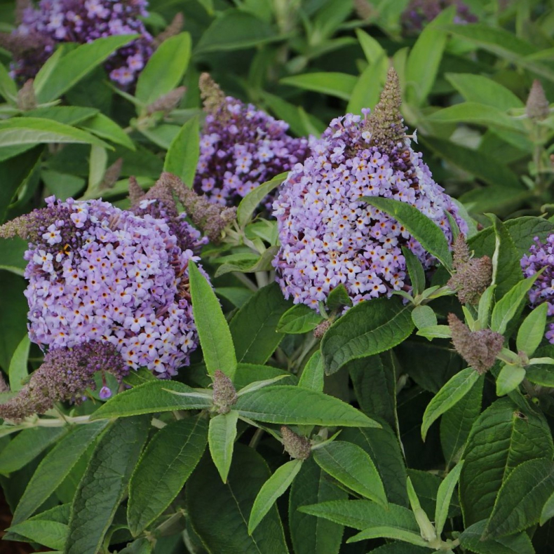 Buddleja Butterfly Candy Lila - Sommerfuglebusk