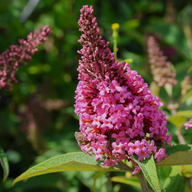 Buddleja Butterfly Candy Little Pink - Sommerfuglebusk