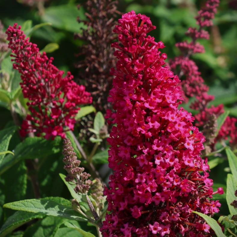 Buddleja Butterfly Candy Little Ruby - Sommerfuglebusk