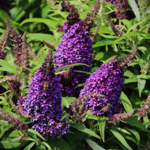 Buddleja Butterfly Candy Little Purple - Sommerfuglebusk